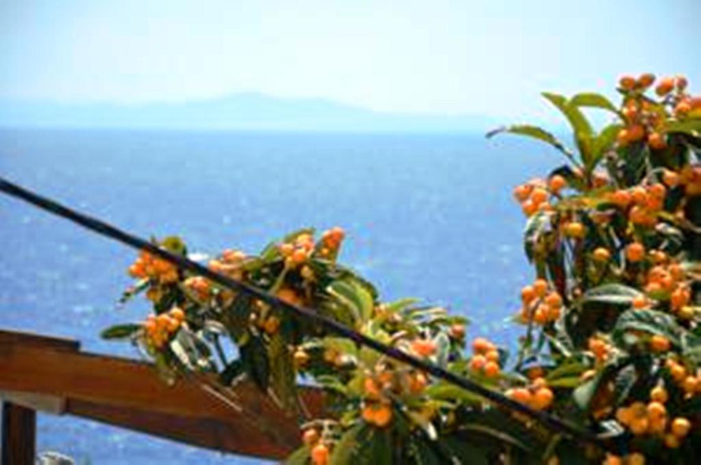 Punta Milna Hvar Town