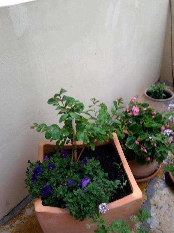 Apartment Punta Milna Hvar Town